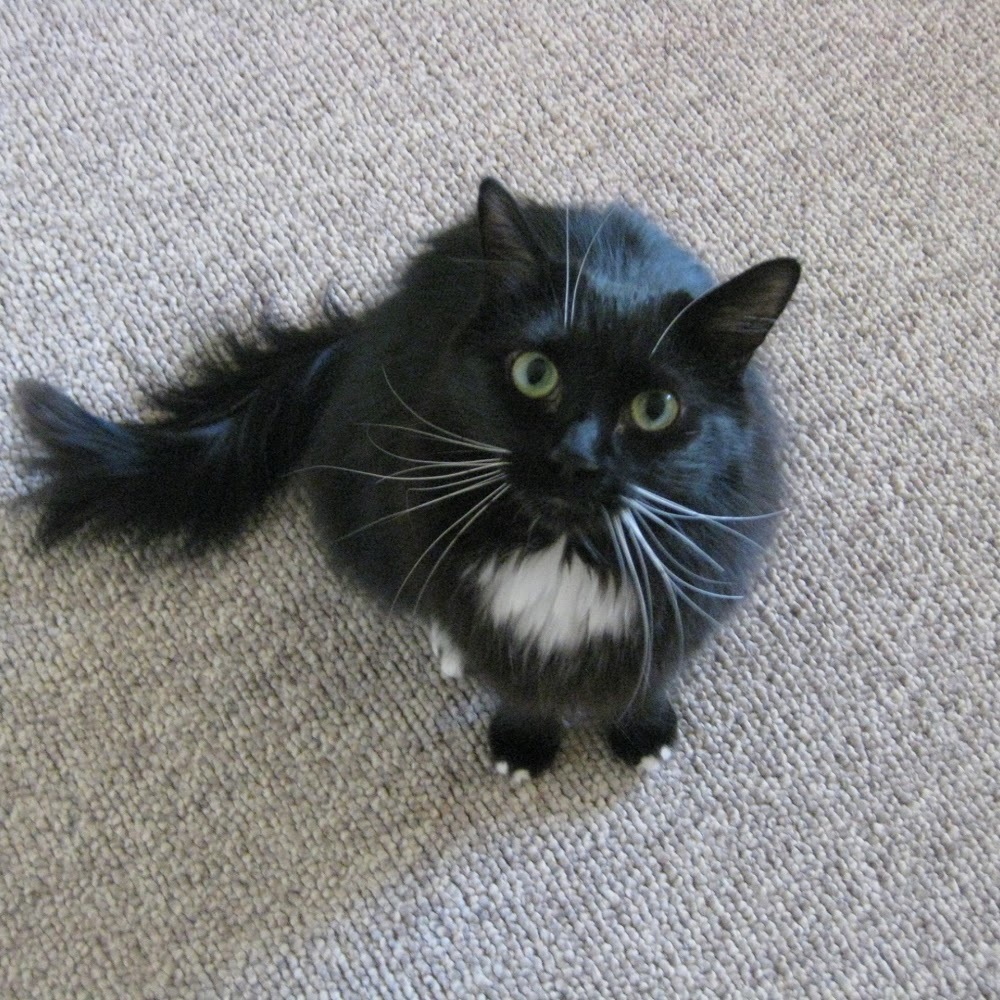 Meet your Posher, Annie